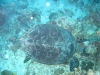 061204B_Tortue_1