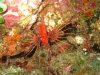 061205B_Pterois_antennata_2