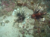 061205B_Pterois_volitans_1